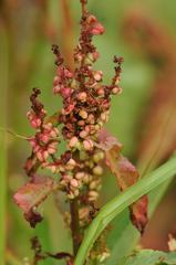 Rumex rupestris