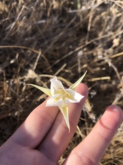 Calochortus macrocarpus maculosus