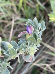 Lotononis lotononoides