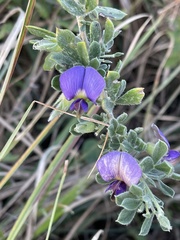 Lotononis lotononoides