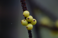 Basselinia deplanchei