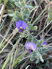 Lotononis lotononoides