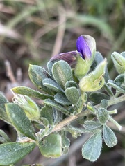 Lotononis lotononoides