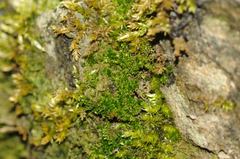 Bryum gemmiparum