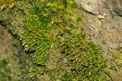 Bryum gemmiparum