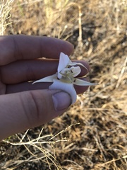 Calochortus macrocarpus maculosus