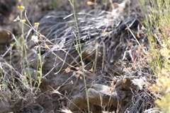 Calochortus splendens