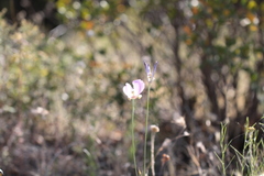 Calochortus splendens