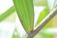 Basselinia deplanchei