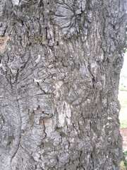 Quercus obtusata
