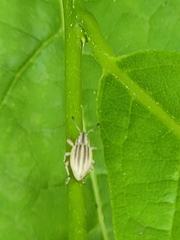 Aphrastus taeniatus