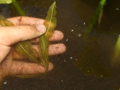 Potamogeton illinoensis