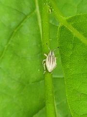 Aphrastus taeniatus