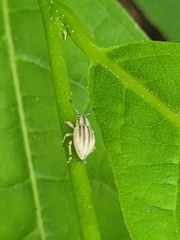 Aphrastus taeniatus