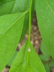 Aphrastus taeniatus