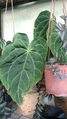 Anthurium crystallinum