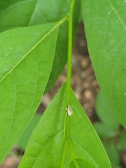 Aphrastus taeniatus