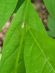Aphrastus taeniatus