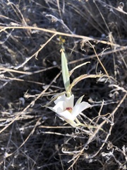Calochortus macrocarpus maculosus