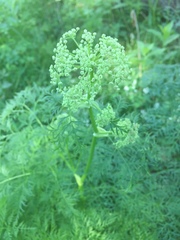 Ligusticum filicinum