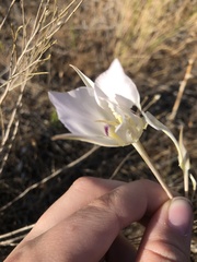 Calochortus macrocarpus maculosus