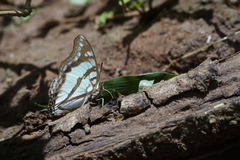 Polyura zoolina