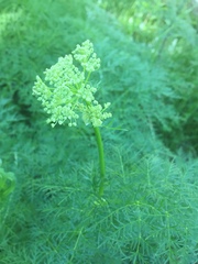 Ligusticum filicinum