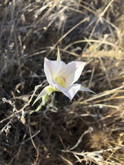 Calochortus macrocarpus maculosus