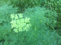 Ligusticum filicinum