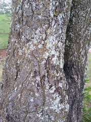 Quercus laeta