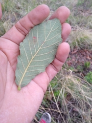 Quercus laeta