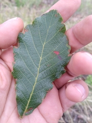 Quercus laeta