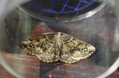 Cleorodes lichenaria