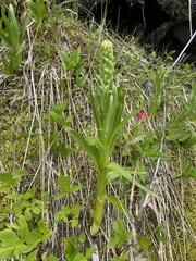 Platanthera huronensis