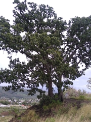 Quercus laeta