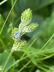 Carex longii