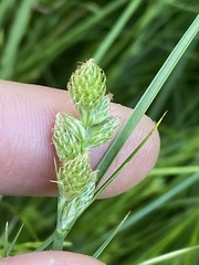 Carex longii