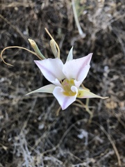 Calochortus macrocarpus maculosus