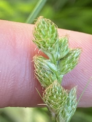 Carex longii
