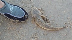 Platycephalus caeruleopunctatus