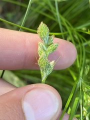 Carex longii