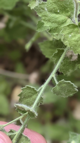 Image of Laphamia palmeri by (c) Darrin Gobble, some rights reserved (CC BY)