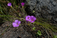 Oxalis truncatula