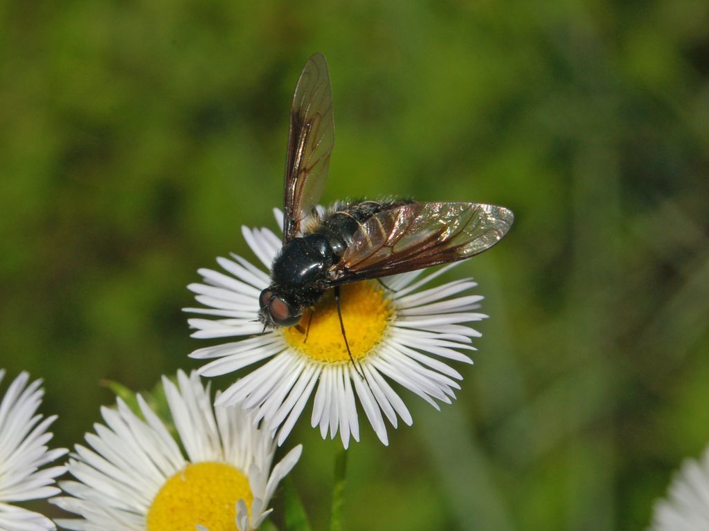 Belzebul Beefly