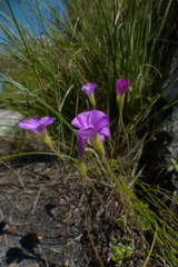 Oxalis truncatula