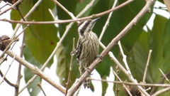 Yungipicus moluccensis