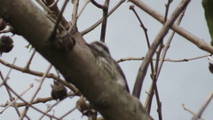 Yungipicus moluccensis