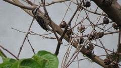 Yungipicus moluccensis