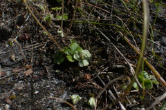 Oxalis truncatula