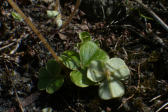 Oxalis truncatula